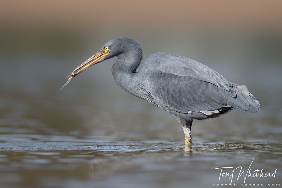 photo showing a Reef Heron with captured fish