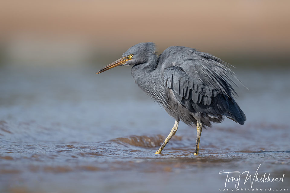 photo showing a Reef Heron with ruffelled plumage after preening