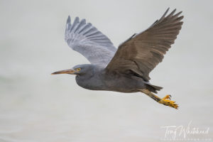 Reef Heron in Flight