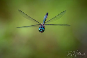 Okareka Dragonflies as Trigger for a Meandering Ramble into the Past