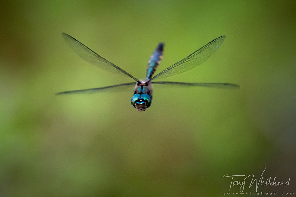 Sentry Dragonfly in flight