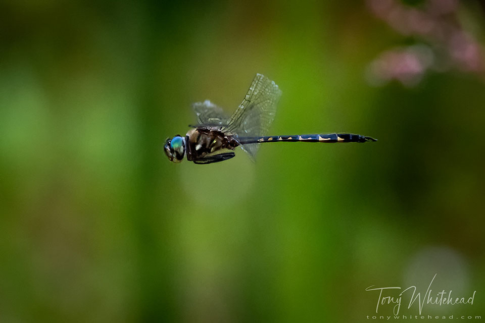 photo of a Sentry Dragonfly