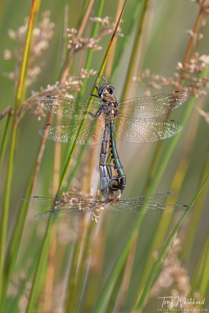 photo of a pair of Sentry Dragonflies