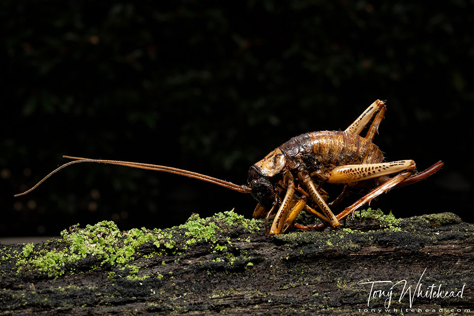 Wide shot with Nikon D850 and 60mm macro lens