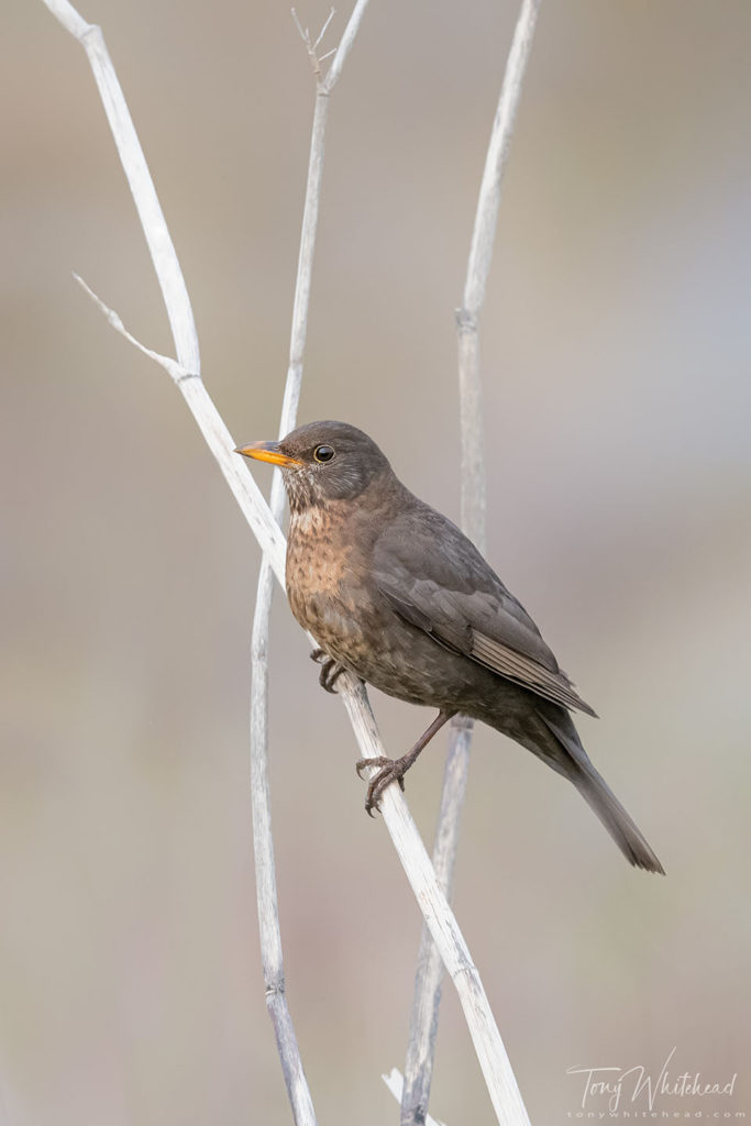 Photo showing a Blackbird female
