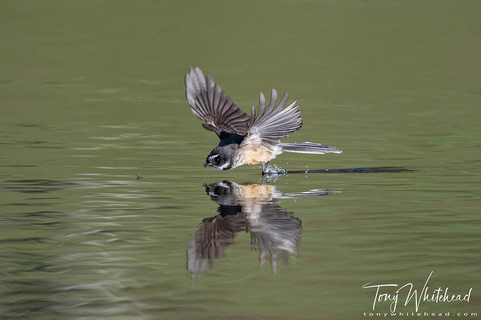 Photo showing a Fantail taking an insect from the water surface