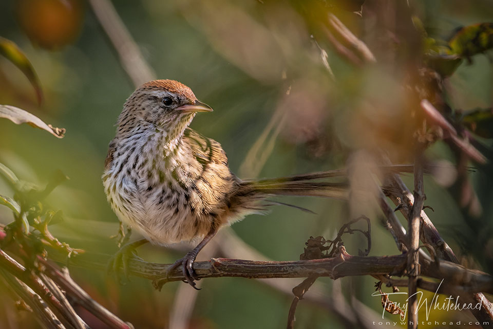 Photo showing a Fernbird/Mātātā