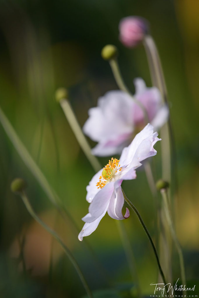 Photo showing a Japanese Anemone flower