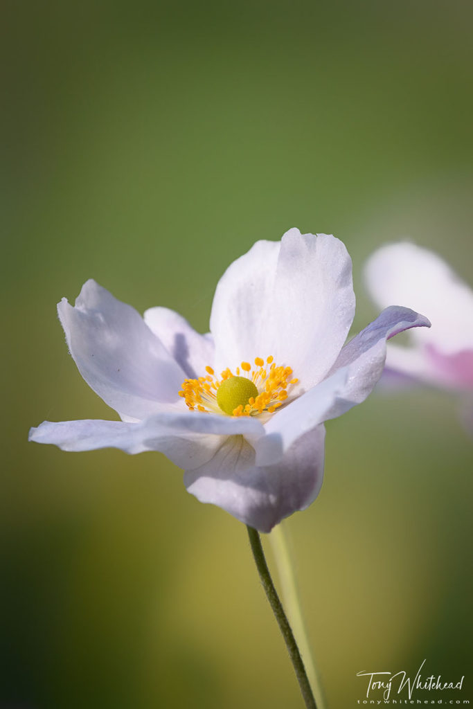 Photo showing a Japanese Anemone flower