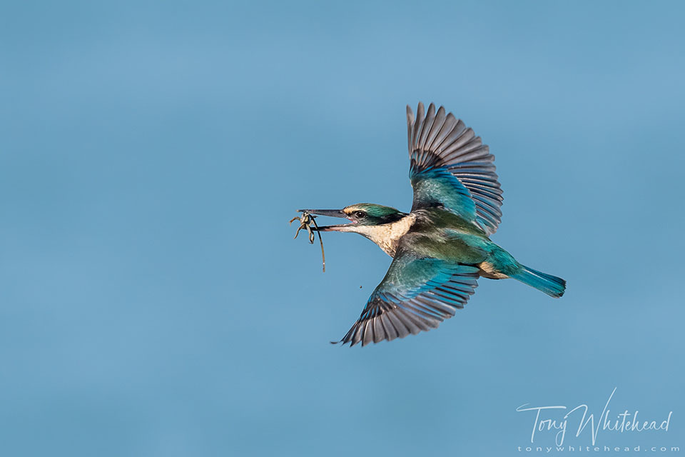 Photo showing a Kingfisher/Kōtare in flight with crab