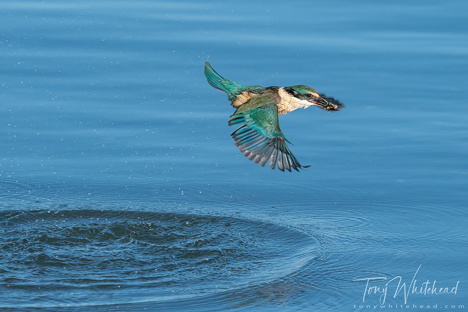 Photo showing a Kingfisher/Kōtare after a dive for a crab