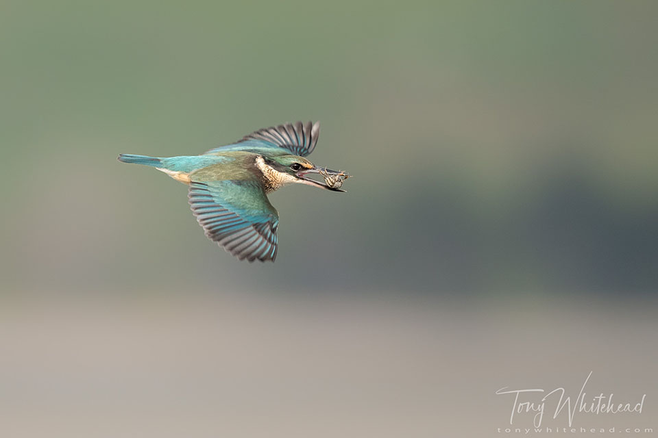 Photo showing a Kingfisher/Kōtare in flight with crab