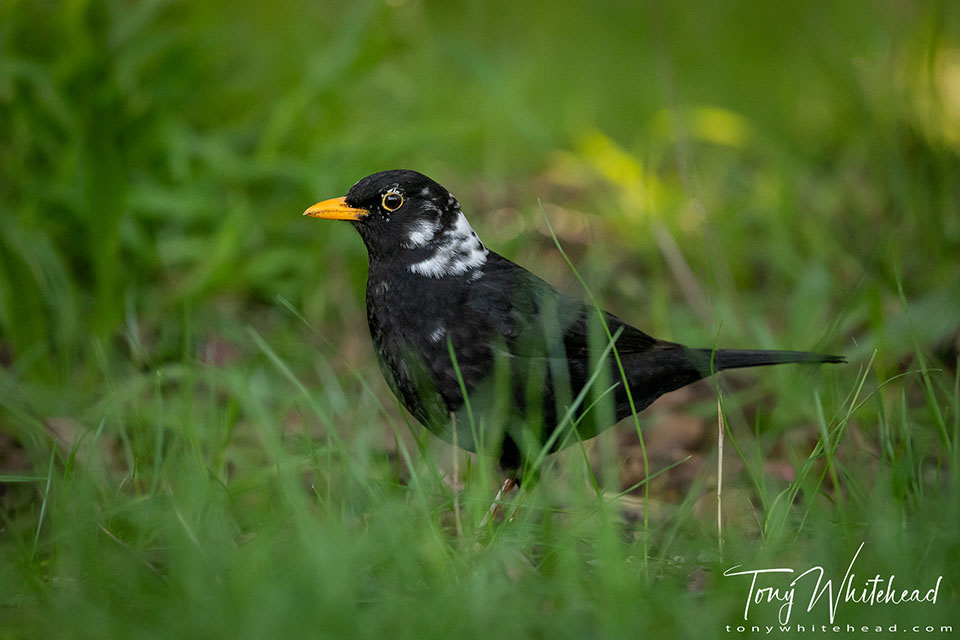 Photo showing a Leucistic Blackbird