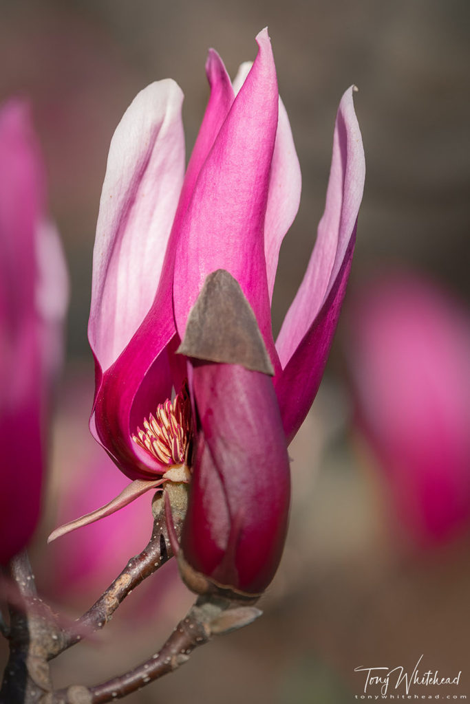 Photo showing a Magnolia bud and bloom