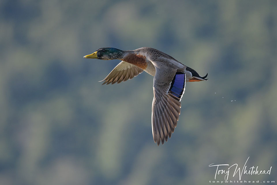 photo showing a Mallard Drake in flight