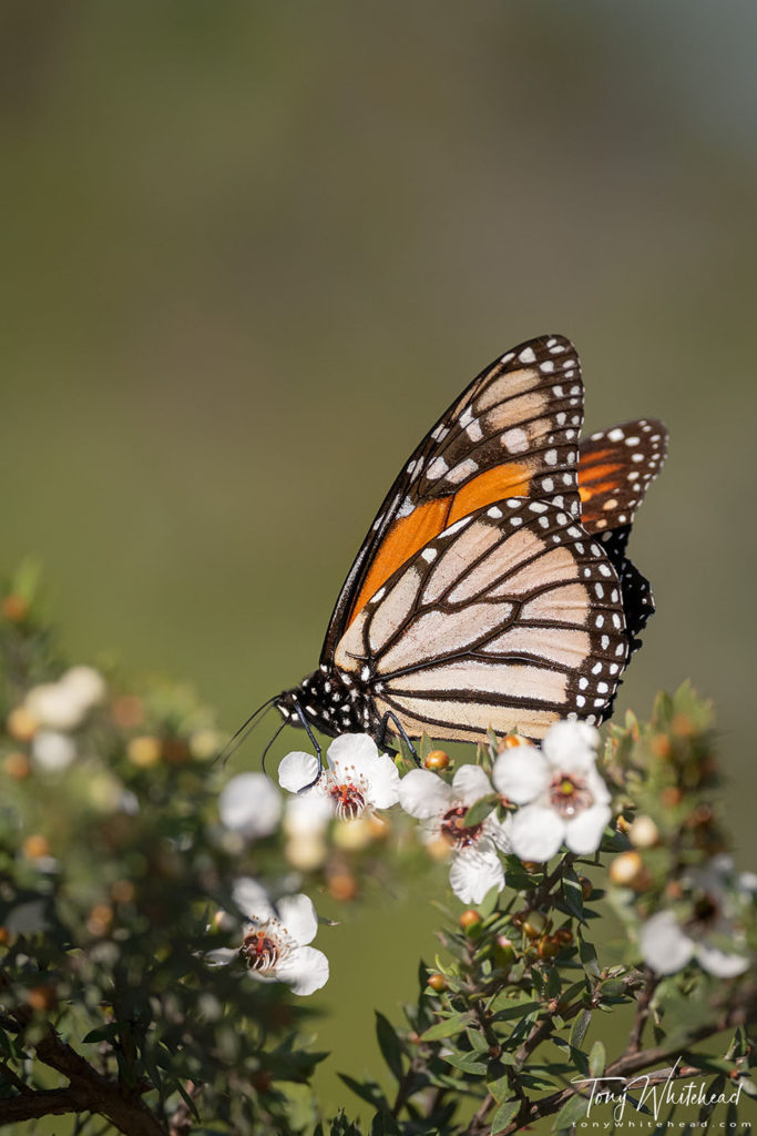 Photo showing a Monarch Butterfly