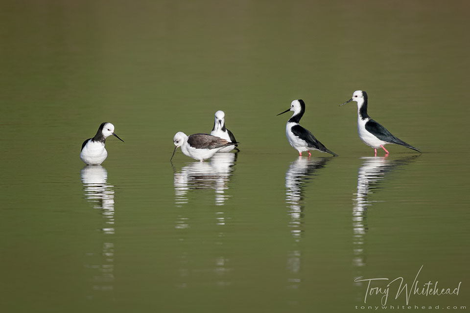 Photo showing a group of Pied Stilts