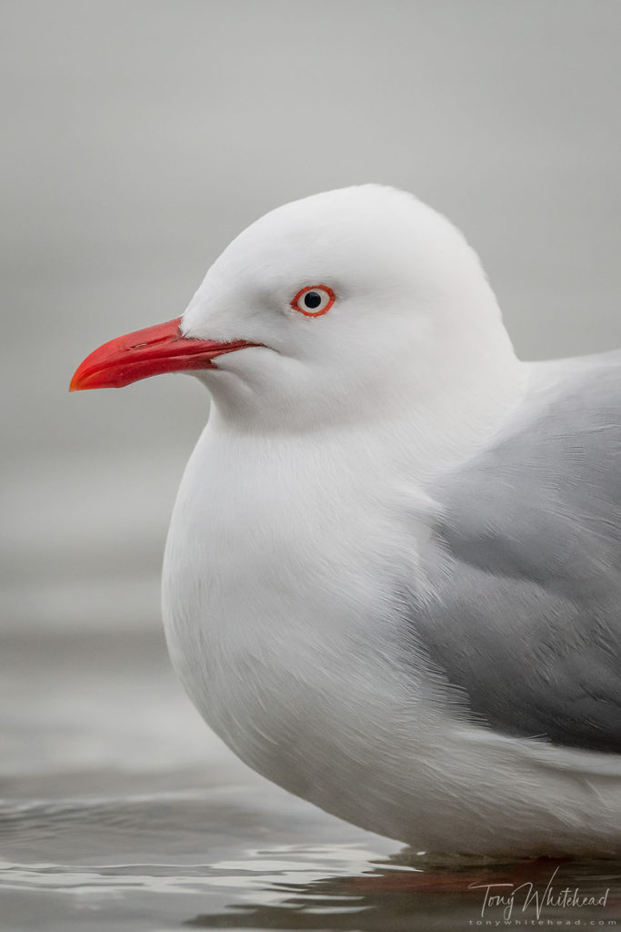 Photo showing a Red-billed Gull