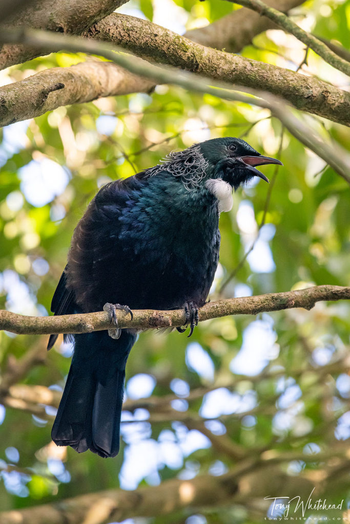 Photo showing a Tui