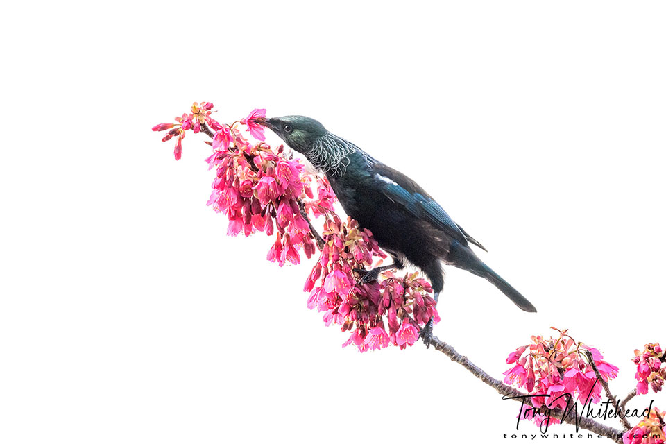 Photo showing a Tui feeding on the nectar of Taiwan Cherry 
