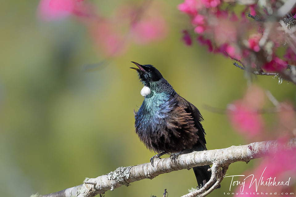 Photo showing a Tui singing in the sun