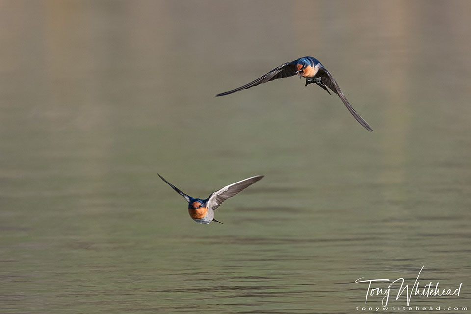 Photo showing two Welcome Swallows in flight