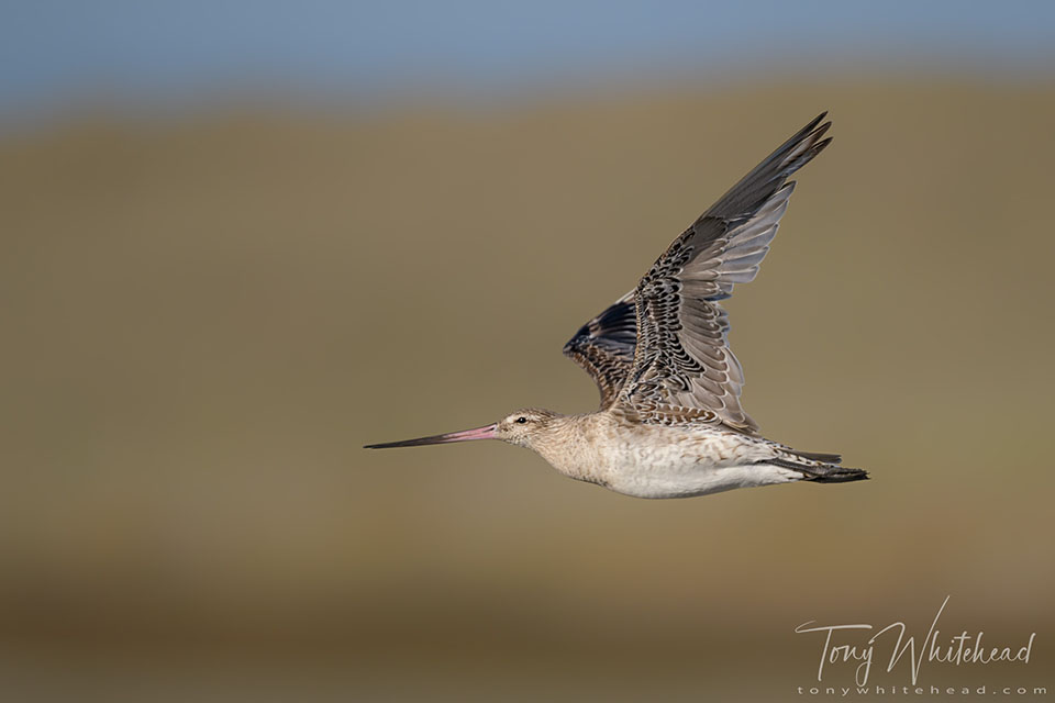 Photo of a Kūaka/Bar-tailed Godwit in flight