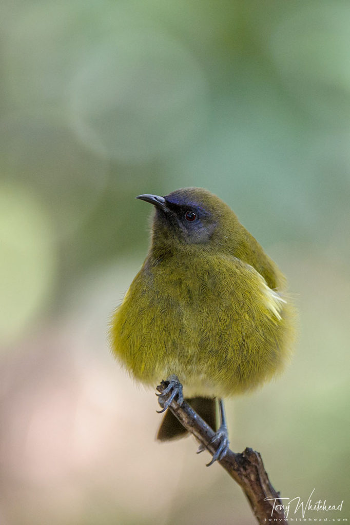 Photo of a Korimako/Bellbird 