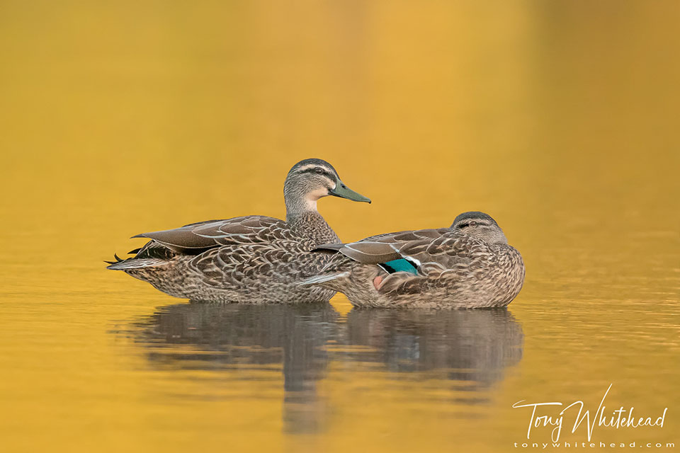 Photo of a pair of Pārera/Grey Duck x Mallard hybrids