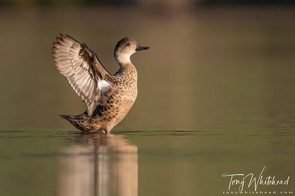 Photo of a Tētē/Grey Teal wing flap after preening