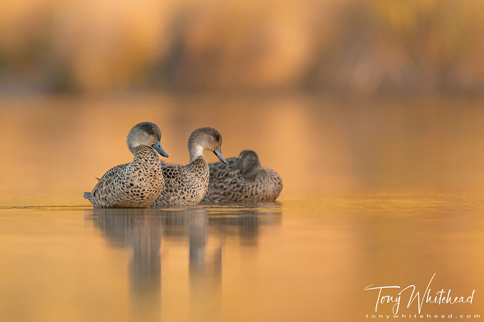 Photo of Pair of resting Tētē/Grey Teal and female Kuruwhengi/Australasian Shoveler