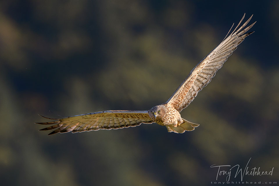 Photo of Kāhu/Harrier