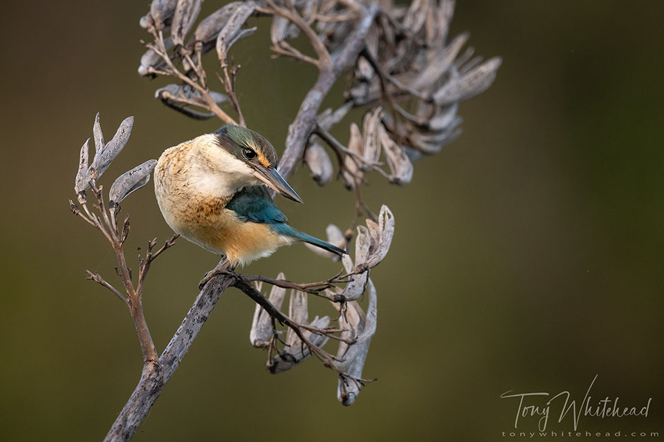 Photo showing a Kōtare/Kingfisher hunting from Harakeke/Flax