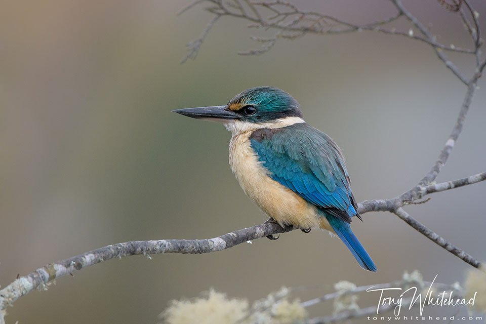 Photo of Kōtare/Kingfisher 