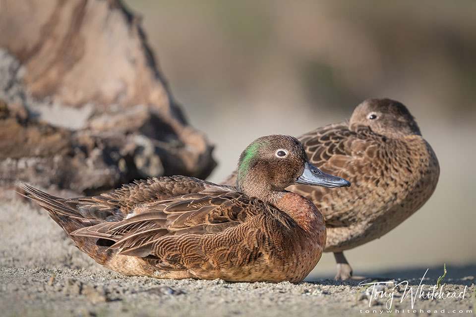 Photo showing a pair of Pāteke/Brown Teal resting on the sand at the stream mouth