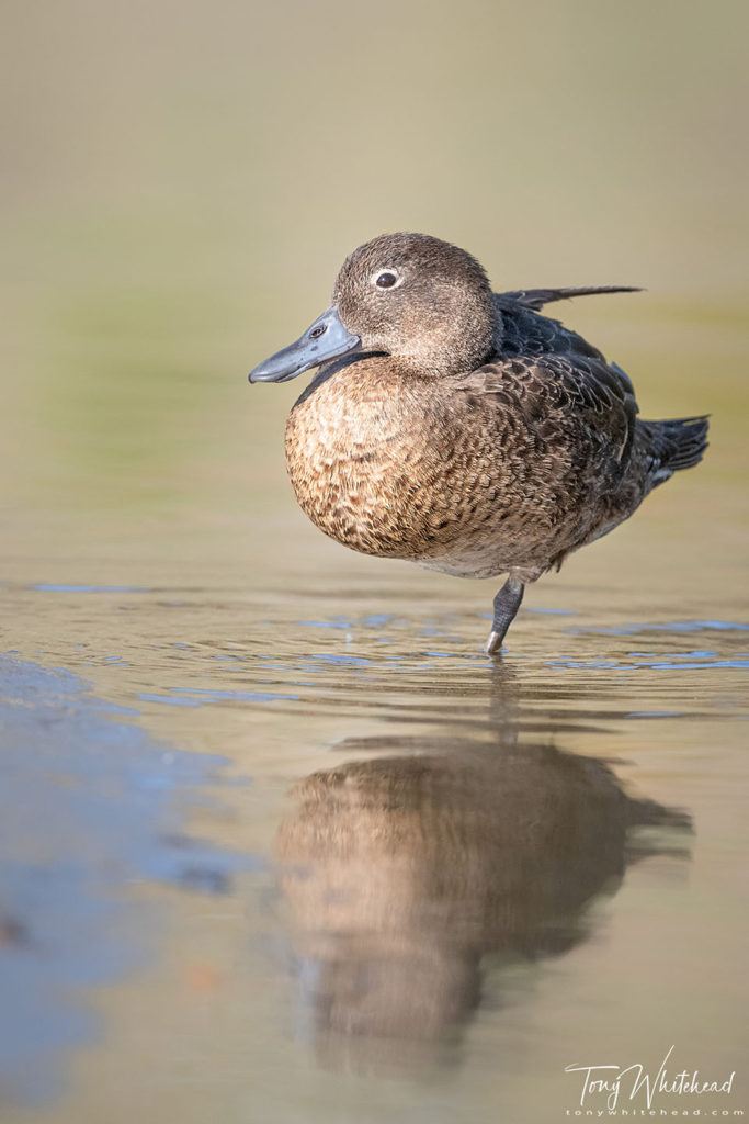 photo showing a relaxed Pāteke resting on one leg