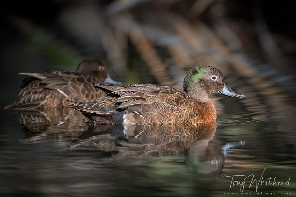 Photo showing a pair of Pāteke a little further upstream