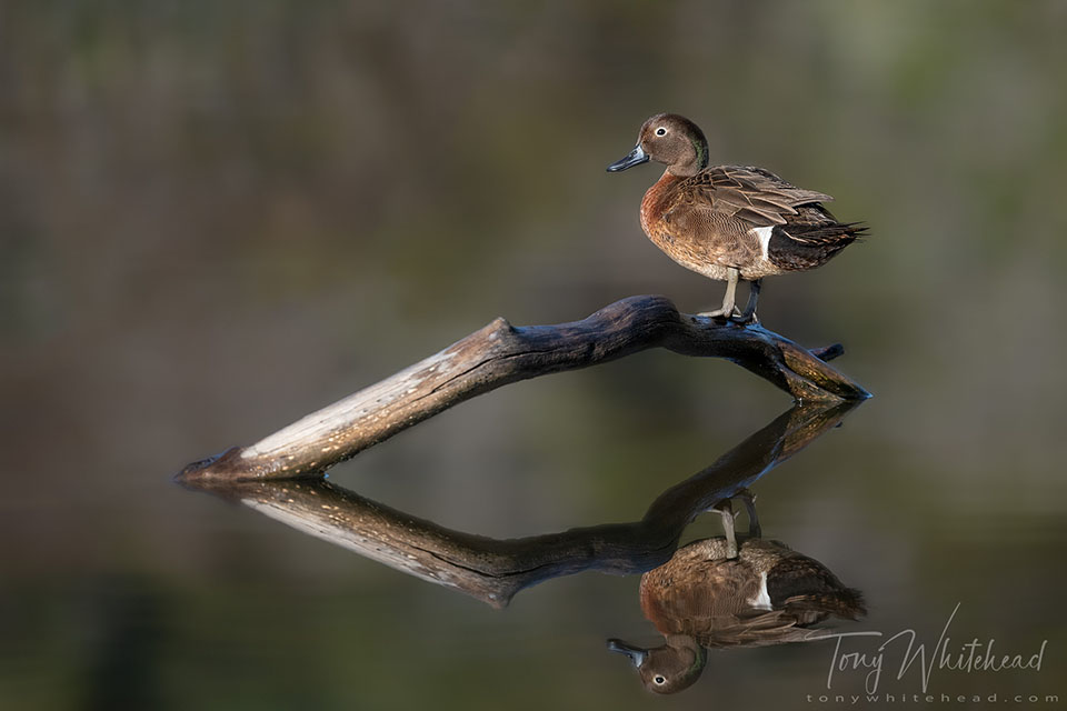 Photo showing a Pāteke/Brown Teal resting at a pond outside of Tāwharanui Regional Park