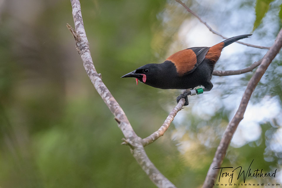 Photo of a Tīeke/North Island Saddleback