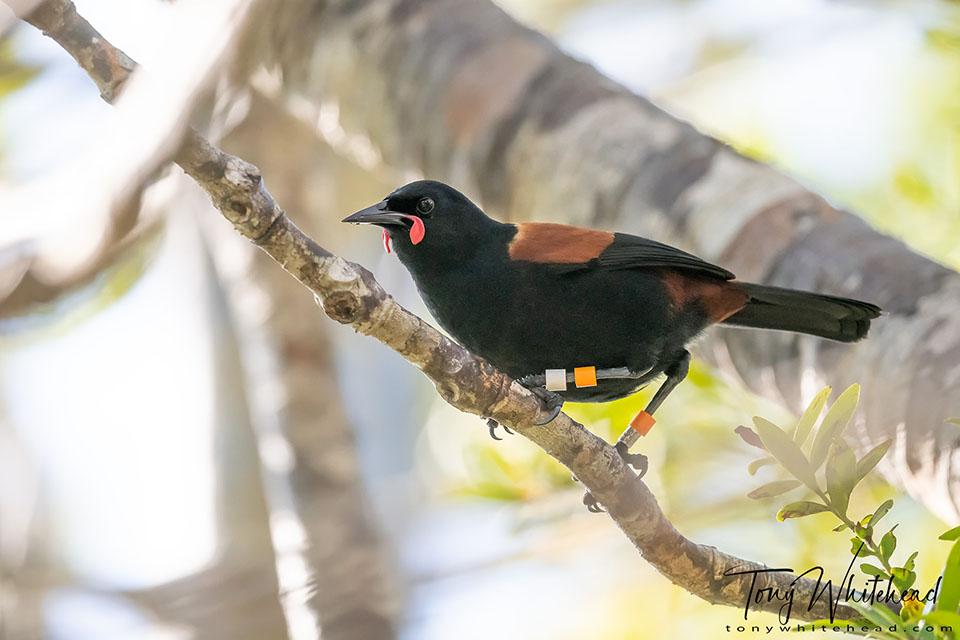 Photo of a Tīeke/Saddleback in a Kauri tree