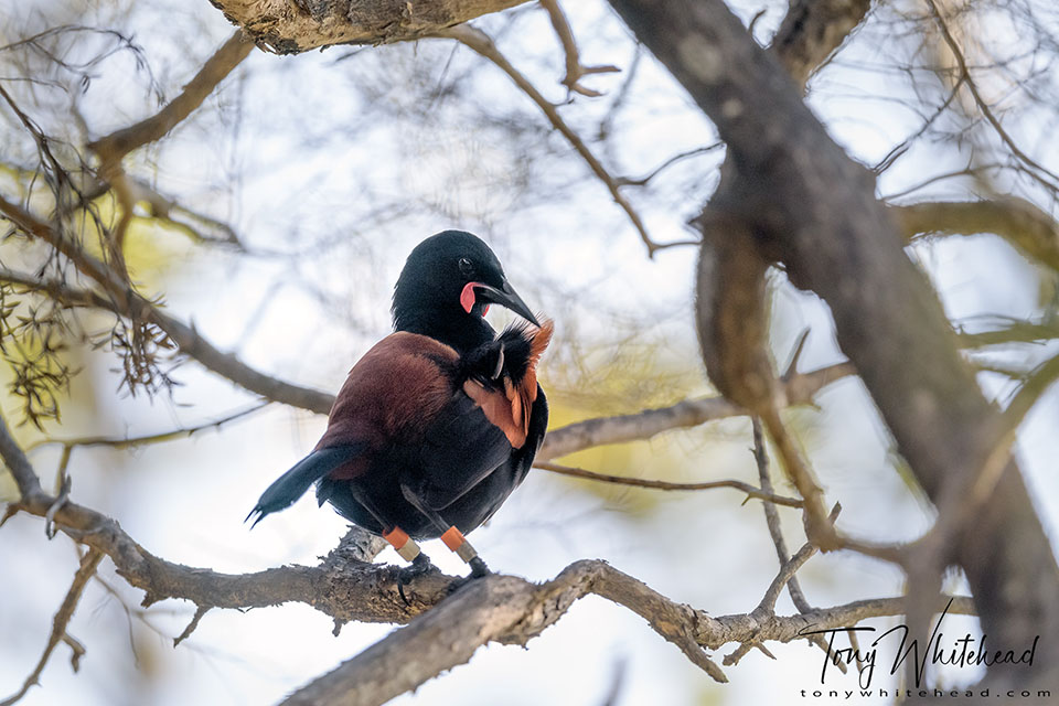 Photo of a Tīeke/Saddleback preening