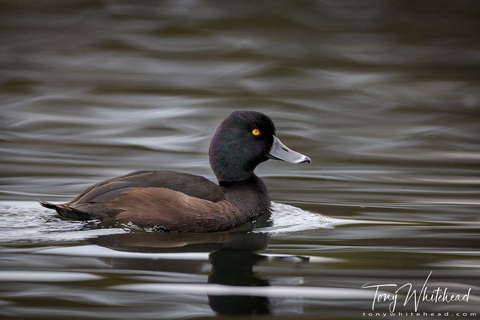 Photo of Pāpango/Scaup