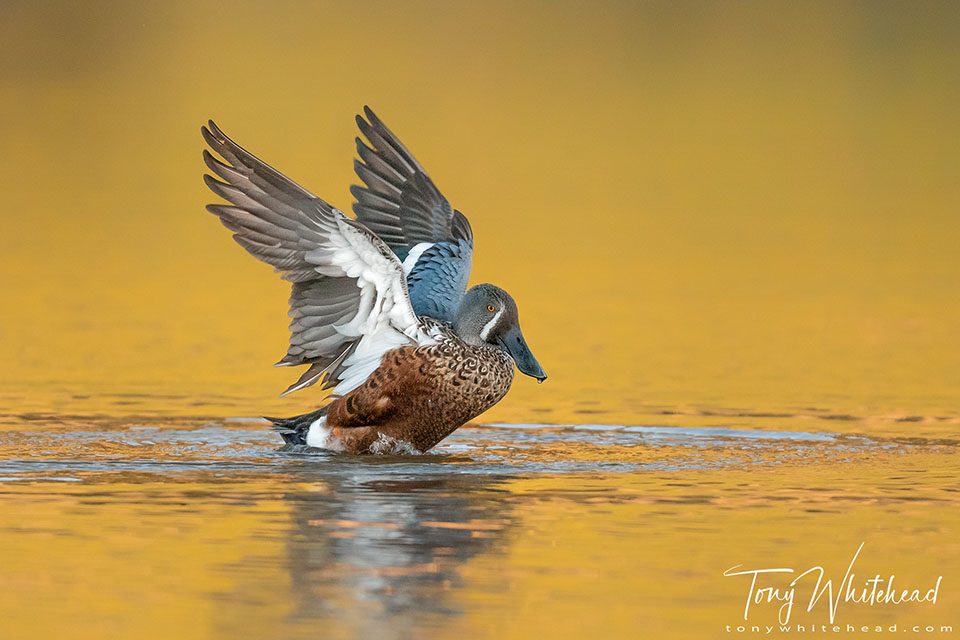 Photo of male Kuruwhengi/Australasian Shoveler wing flap after preening.