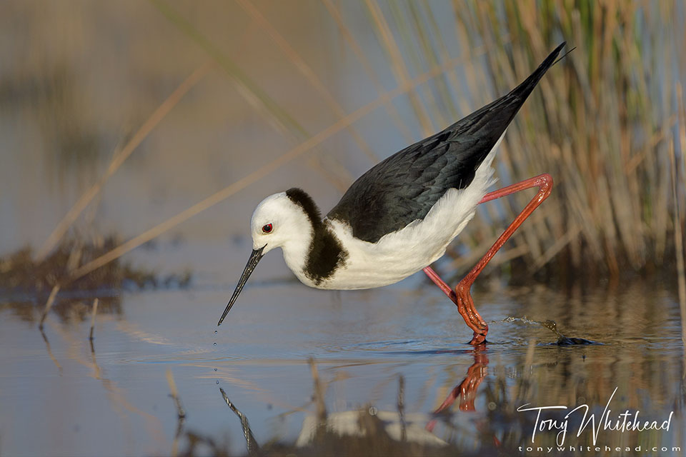 Photo of a Poaka/Pied Stilt