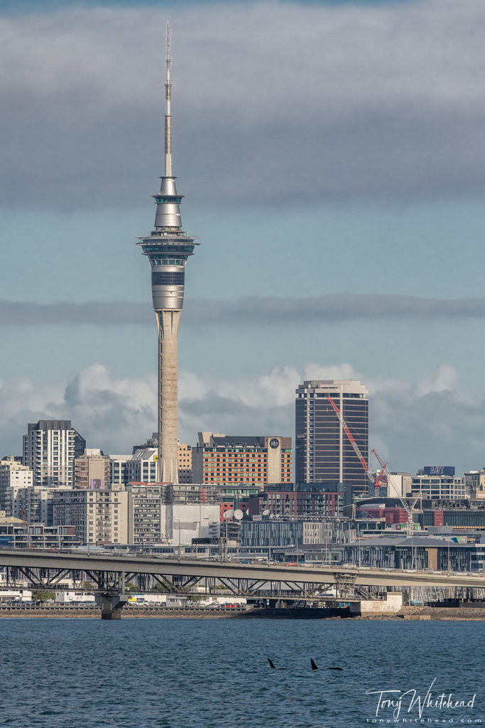 Photo of Orca hunting in the Waitemata Harbour with Sky Tower behind