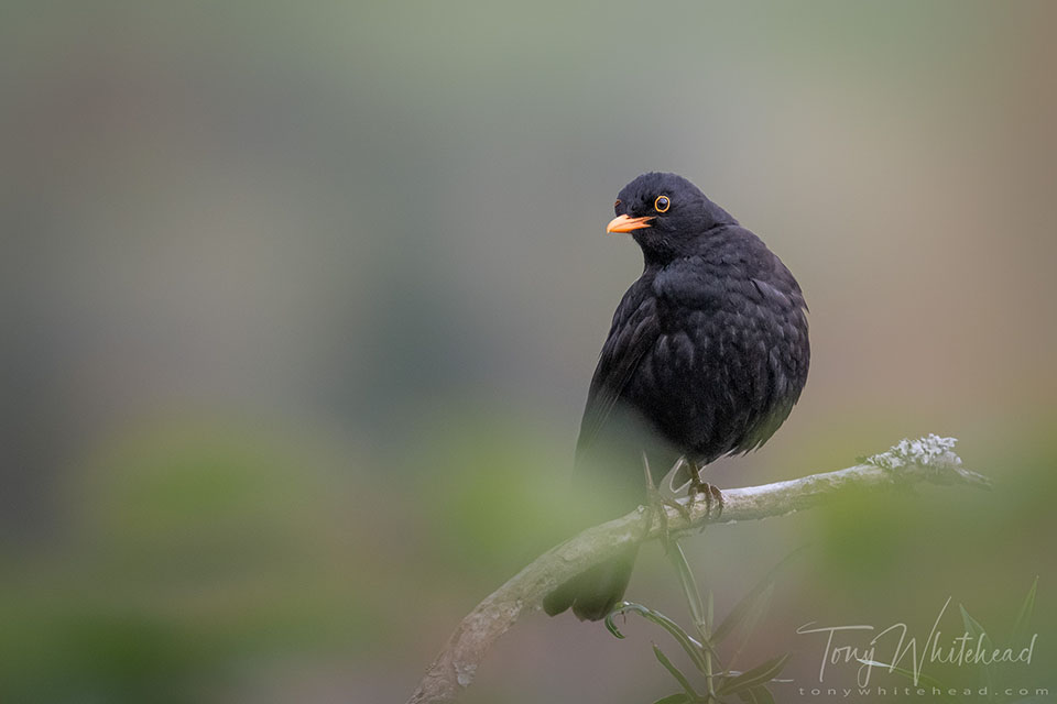 Photo of a Blackbird male