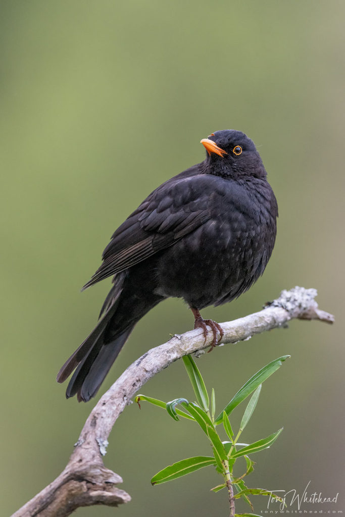 Photo of a Blackbird male
