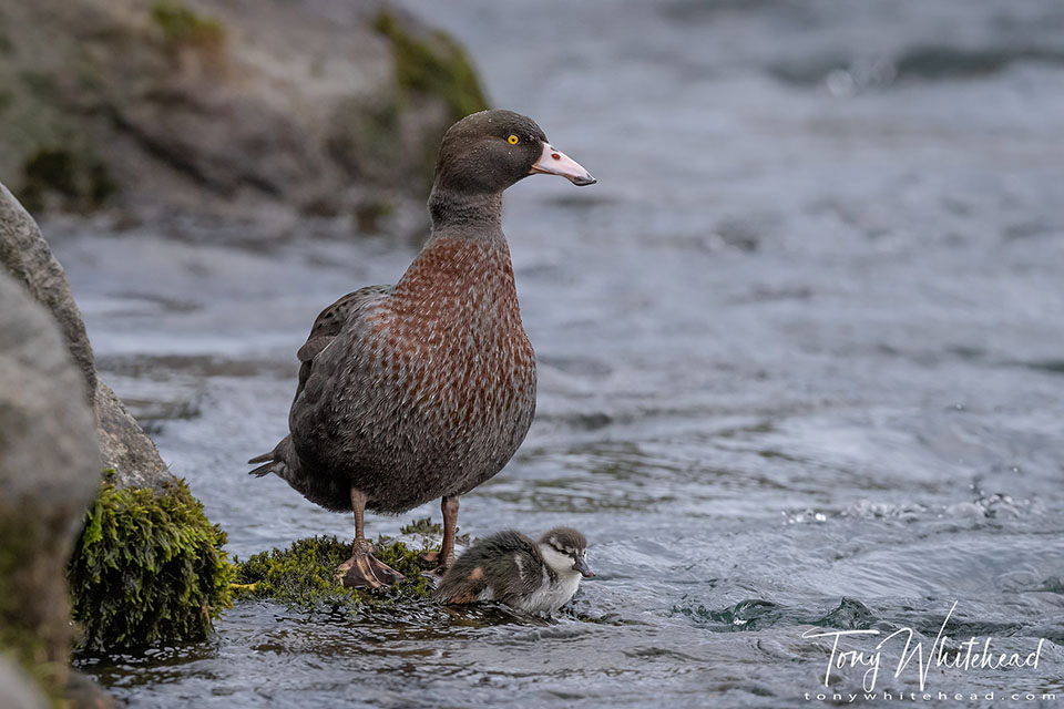 Photo of an Adult Whio/Blue Duck with duckling.