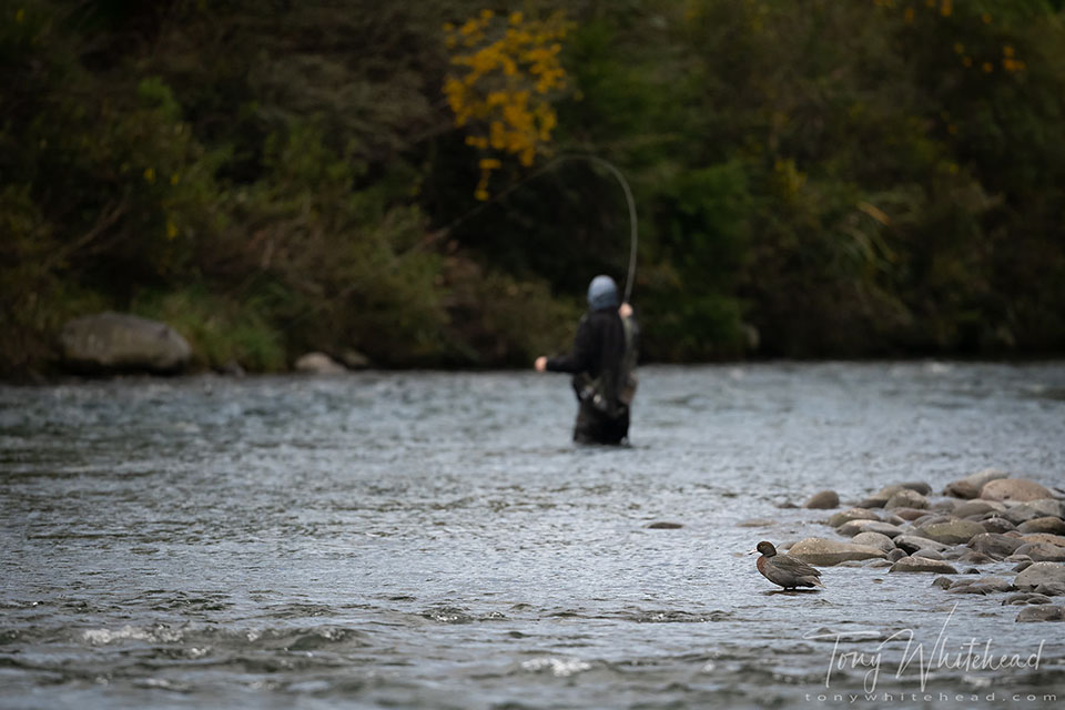 Photo of a Whio/Blue Duck and fisherman sharing the Tongariro river