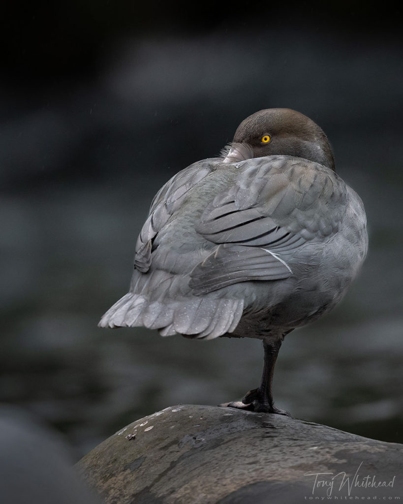 Photo of a Whio/Blue Duck resting in light rain